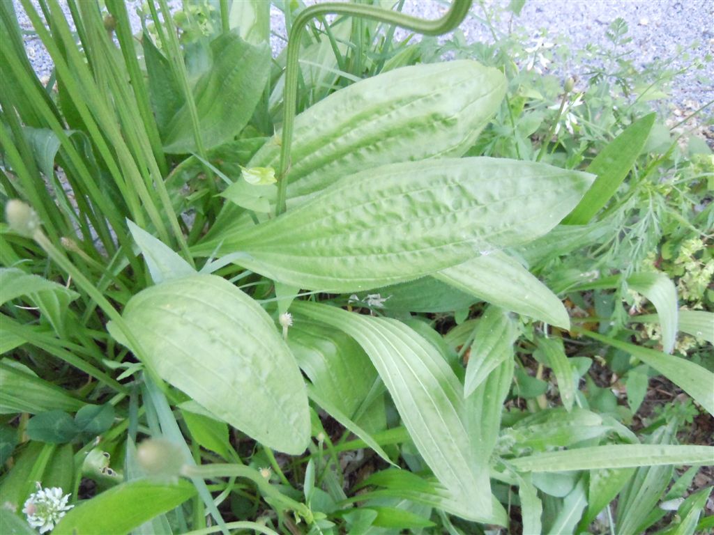 Plantago lanceolata / Piantaggine lanciuola